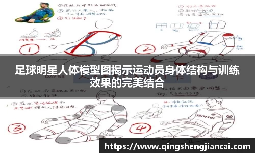 足球明星人体模型图揭示运动员身体结构与训练效果的完美结合